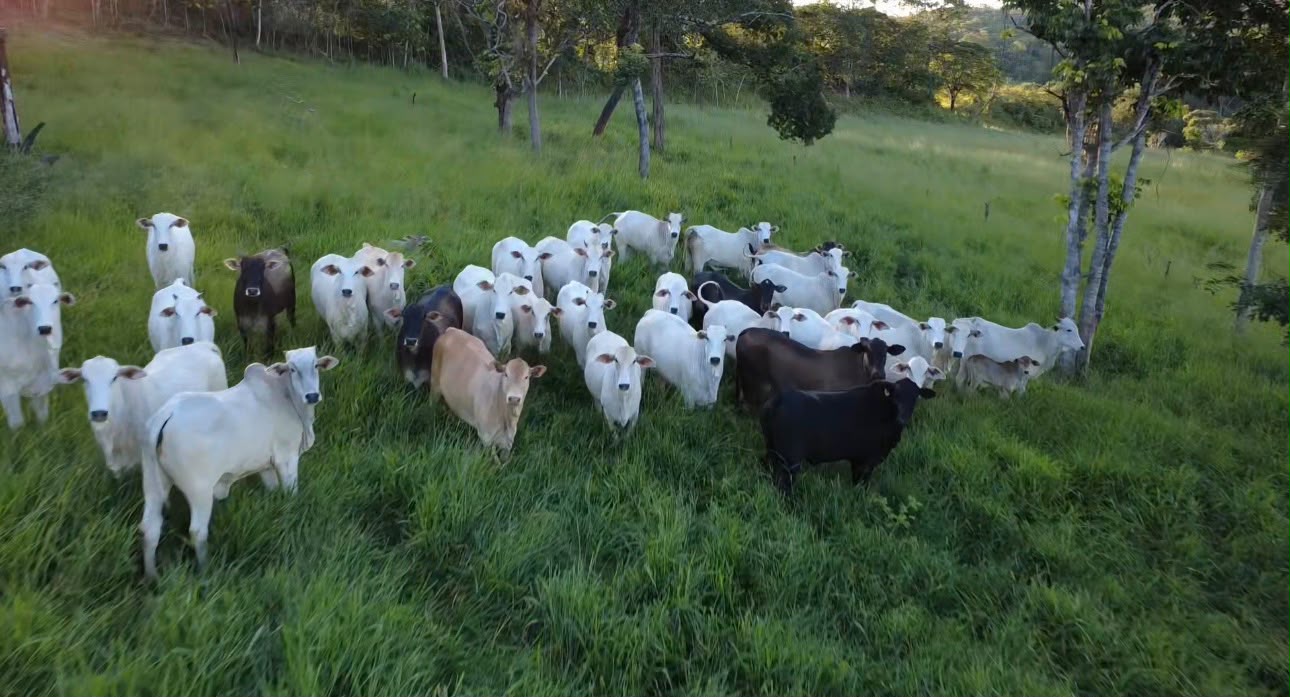 Lote nelore campo aberto