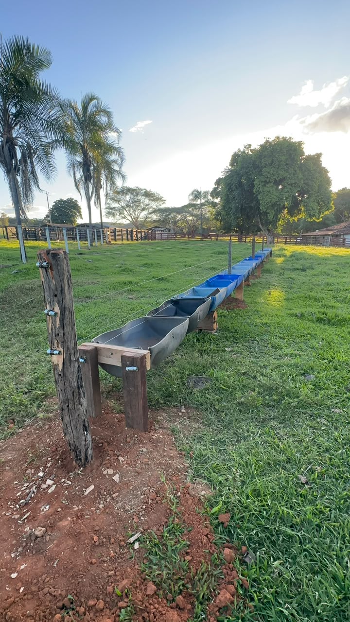 Bezerro nelore fazenda